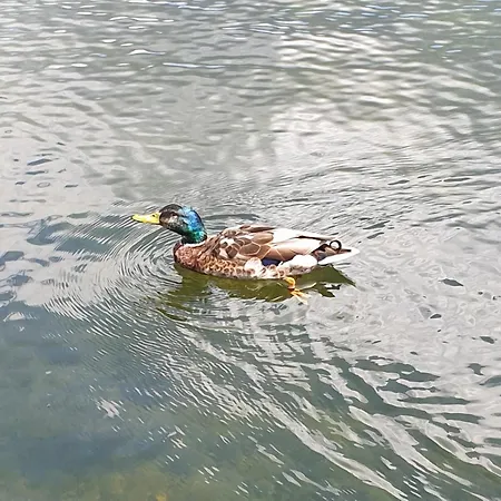 אכסניה Downtown *